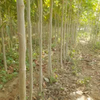 نهال تعاونی گوارشگ