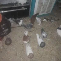 سلام 40 عدد کفتر نر ماده هم پلاکی  هم رنگی|پرنده|مرودشت, نقش رستم|دیوار