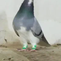 شهری سبزوسرخ یقه کیپ