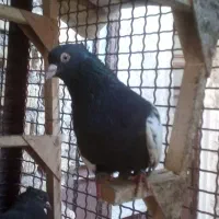 سوسنی شهری ترنج دار شهری سینه سرکه ای دم سفید سرور