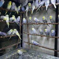 مرغ عشق رینبو رنگین کمانی اورجینال|پرنده|بوکان, |دیوار