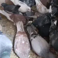 کبوتر|پرنده|زاوه, |دیوار