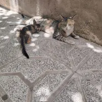گربه خونگی