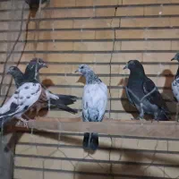 کفتر پاکستانی و چتری|پرنده|قم, آذر (نکویی)|دیوار
