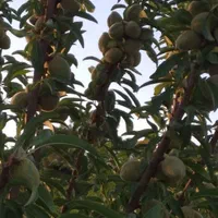 فروش باغ شهری|فروش دفتر صنعتی، کشاورزی، تجاری|مرودشت, رامجرد یک|دیوار
