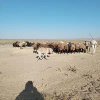 سگ ماده الابای|سگ|خوشاب, |دیوار