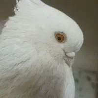 کبوتر پرشی و زینتی  طوقی. آس  همه جفت مثل هم