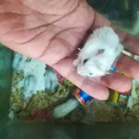 همستر کمپل فسقلی