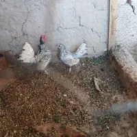 مرغ و خروس سبرایت