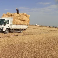 فروش کاه کلش پرس شده گندم