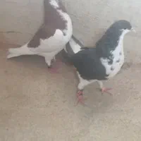 فروش جفت کبوتر رنگی