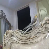 عروس هلندی فرار کرده