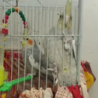 عروس هلندی سیامون 2تاش700پول لازمم|پرنده|مشهد, تلگرد|دیوار