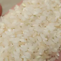 برنج|عمده‌فروشی|کوار, |دیوار