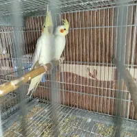 فروش عروس هلندی