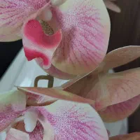 وام مهربانی