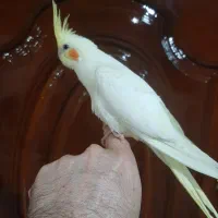 عروس هلندی،رام و دستی،طوطی برزیلی