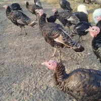 تعدادی از بوقلمون های برنز چاق طبیعی|حیوانات مزرعه|پلدشت, |دیوار