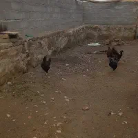 مرغ‌دورگ‌