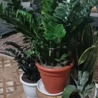 فروش گل وگیاه|گل و گیاه طبیعی|ورامین, ریحان آباد|دیوار