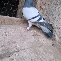 7تا کبوتر فروشی|پرنده|ریگ ملک, |دیوار