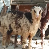 یک بره نر بزرگ بابز نربزرگ چاق هستن ماهشهر شهرک