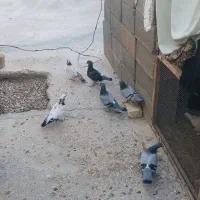 کبوترالمانی مسافتی وپرشی|پرنده|بسطام, |دیوار