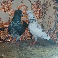 واگذا|پرنده|سنگر, |دیوار