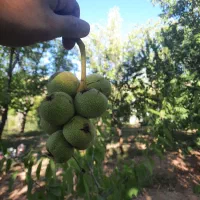 باغ-به-متراژ-650-متر