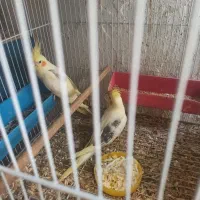 جوجه عروس هلندی|پرنده|لامرد, |دیوار