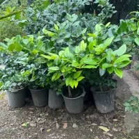 تعدادی گل بیرونی گلدانی ریشه دار سالم قیمت مناسب