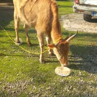 گاو ورزا کوله چالوسی