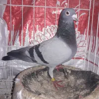 کبوتر|پرنده|مسجد سلیمان, |دیوار