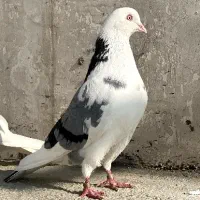 کفتر تیکه پاره سبز گمشده