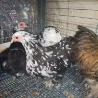 مرغ و خروس کوشین و گلین