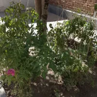 گوجه سبز