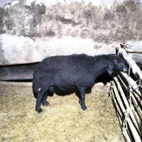 قوچ موسیم همه چی تمام