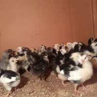 پیش فروش جوجه گلین