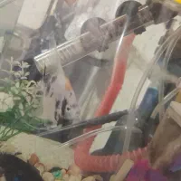 آکواریم معاوز با پرنده|ماهی|قم, شهرک فاطمیه|دیوار