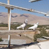 کفترساعت دار|پرنده|نهاوند, |دیوار