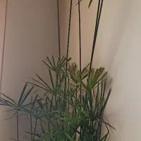 نخل مرداب سه متری