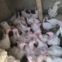 بوقلمون فروشی