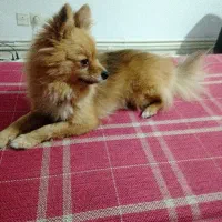 فروش سگ دختر وپسر