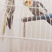 عروس هلندی|پرنده|مشگین شهر, |دیوار