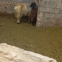 بره قوچ|حیوانات مزرعه|شهرکرد, |دیوار