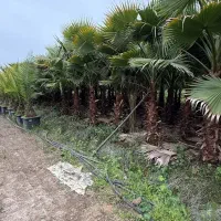 فروش پالم بصورت عمده