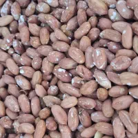 بادام زمینی استانه اشرفیه