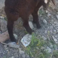بره ماده گیج
