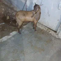 بز نر|حیوانات مزرعه|بندر ماهشهر, |دیوار