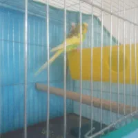 ۳بار جوجه داده سالم سالم